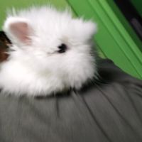 Lapin nain angora pure race. #3