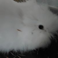 Lapin nain angora pure race. #0
