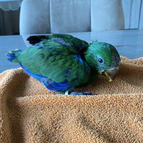 Perroquet ecletus apprivoiser eam