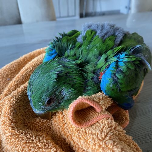 Perroquet ecletus apprivoiser eam #2