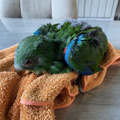 Perroquet ecletus apprivoiser eam #3