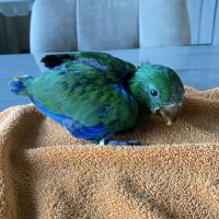 Perroquet ecletus apprivoiser eam #0