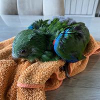 Perroquet ecletus apprivoiser eam #3