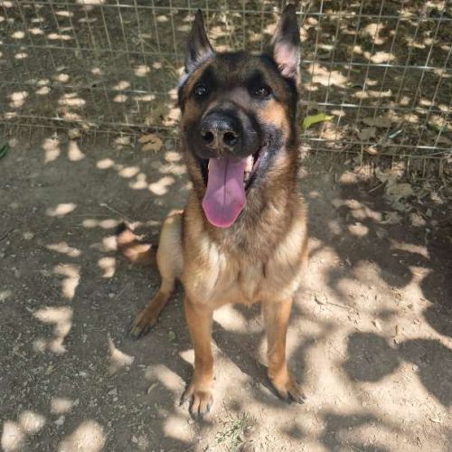 Chien ebene à l adoption #0