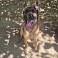 Chien ebene à l adoption