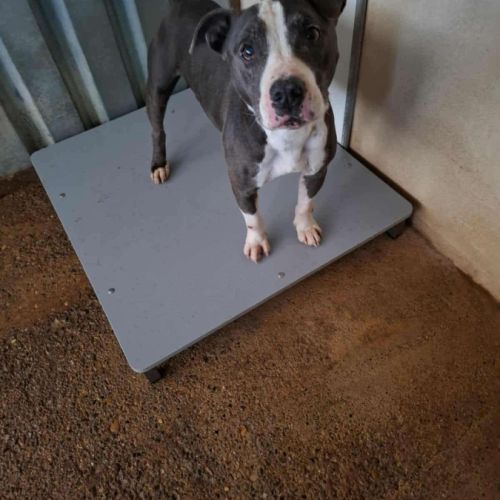 Chien zorro à l adoption #2