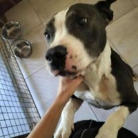 Chien zorro à l adoption