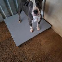 Chien zorro à l adoption #2