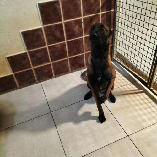 Chien darko à l adoption #0