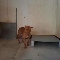 Chien apollo à l adoption