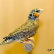 Coups coupés et bichnos