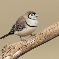 Coups coupés et bichnos #1