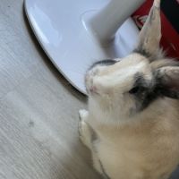 Lapin 1 an mâle très gentil