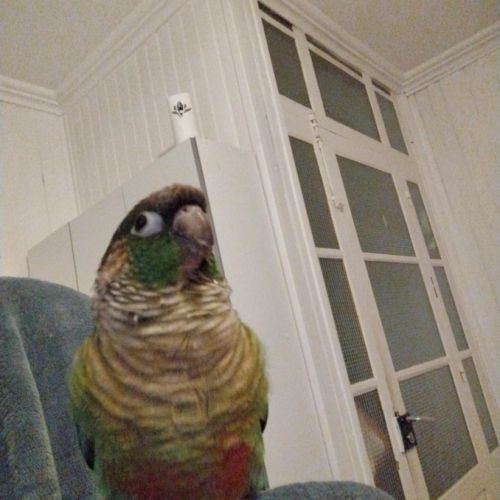 Vend conure mâle #1