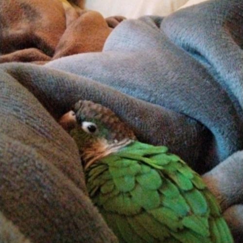 Vend conure mâle