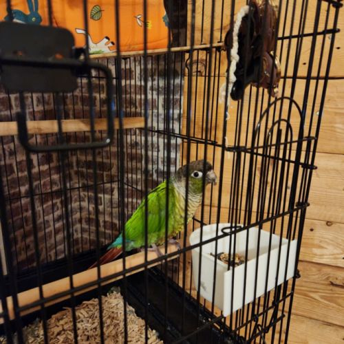 Vend conure mâle #4