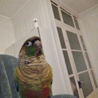 Vend conure mâle #1