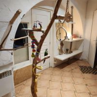 Vend conure mâle #3