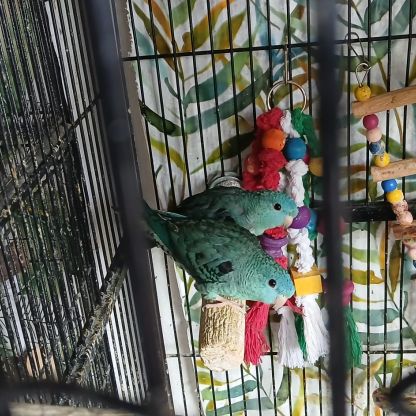 Toui catherine vert et turquoise mâles et femelles