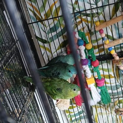 Toui catherine vert et turquoise mâles et femelles #3