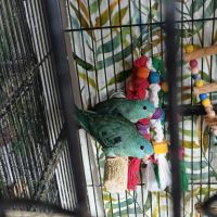 Toui catherine vert et turquoise mâles et femelles #0