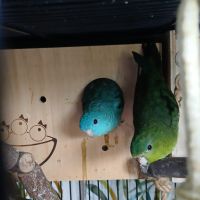 Toui catherine vert et turquoise mâles et femelles #2