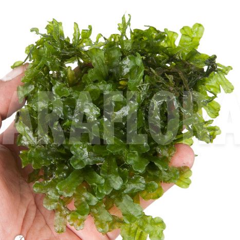 Riccardia chamedryfolia