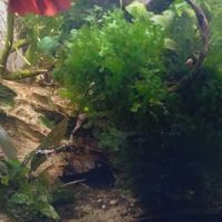 Riccardia chamedryfolia #1