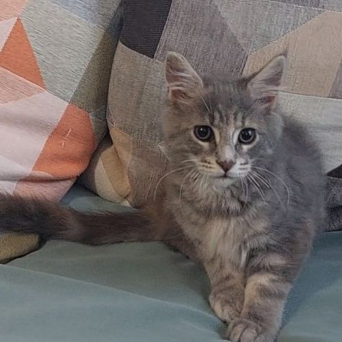 Chaton femelle maine coon loof