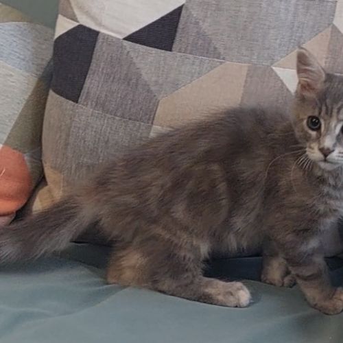 Chaton femelle maine coon loof #2