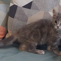 Chaton femelle maine coon loof #2