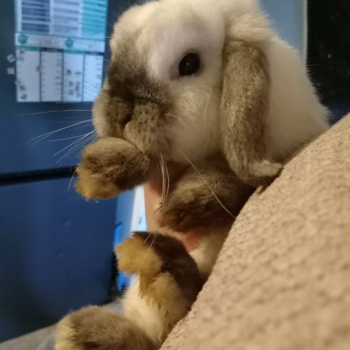 Lapin à adopter