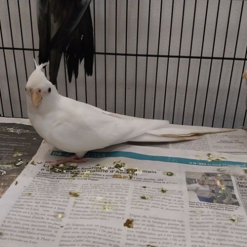 Bébés calopsittes 6mois non eam #1