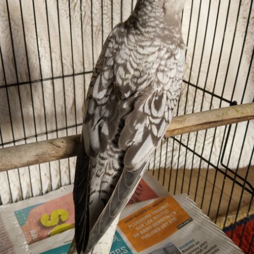 Bébés calopsittes 6mois non eam #2