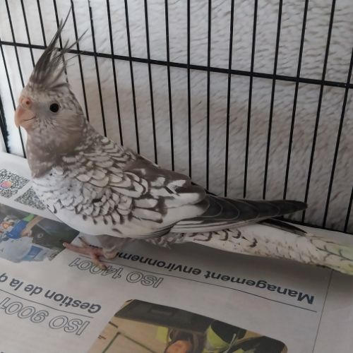 Bébés calopsittes 6mois non eam #3