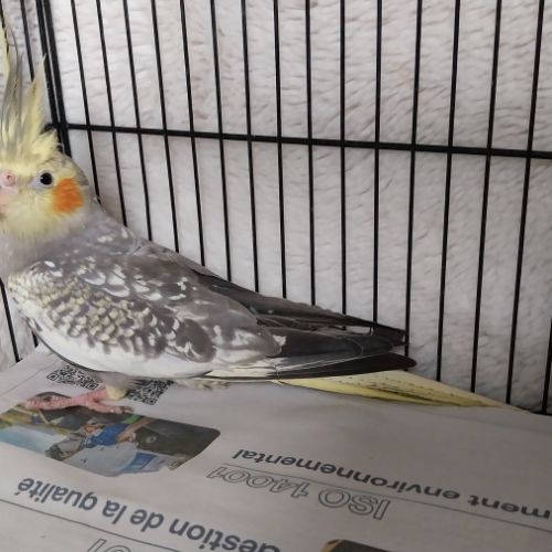 Bébés calopsittes 6mois non eam