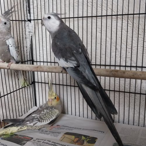 Bébés calopsittes 6mois non eam #5