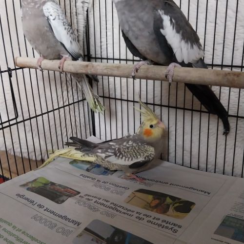 Bébés calopsittes 6mois non eam #6