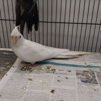 Bébés calopsittes 6mois non eam #1