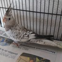 Bébés calopsittes 6mois non eam #3