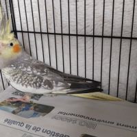 Bébés calopsittes 6mois non eam #0