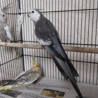 Bébés calopsittes 6mois non eam #5