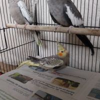 Bébés calopsittes 6mois non eam #6