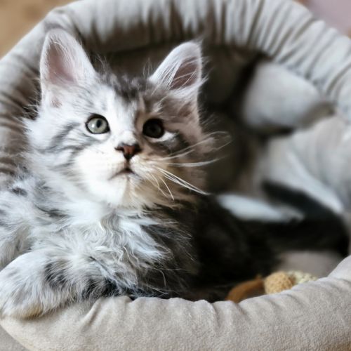 7 chatons maine coon loof dispo nés le 26/09/2025