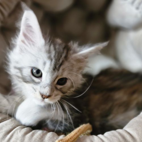 7 chatons maine coon loof dispo nés le 26/09/2025 #3