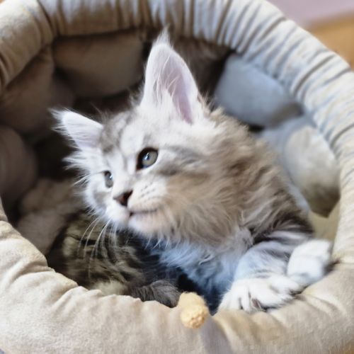 7 chatons maine coon loof dispo nés le 26/09/2025 #5