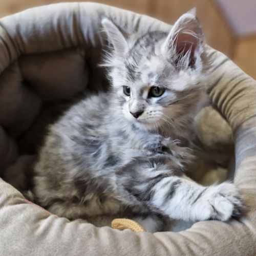 7 chatons maine coon loof dispo nés le 26/09/2025 #7