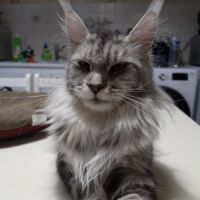 7 chatons maine coon loof dispo nés le 26/09/2025 #1