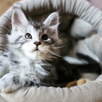 7 chatons maine coon loof dispo nés le 26/09/2025 #0