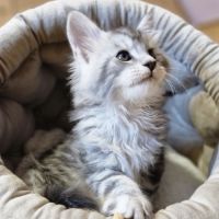 7 chatons maine coon loof dispo nés le 26/09/2025 #4